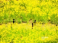 수풀림 - 팝코넷 | 포토 갤러리 수풀림
