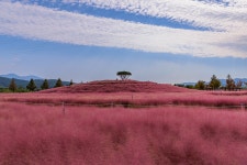 합천핑크뮬리 - 팝코넷 | 포토 갤러리 합천핑크뮬리