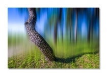 치유의 숲 - 팝코넷 | 포토 갤러리 치유의 숲