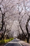 김유신 장군묘 벚꽃 - 팝코넷 | 포토 갤러리 김유신 장군묘 벚꽃