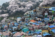 감천의 봄 - 팝코넷 | 포토 갤러리 감천의 봄