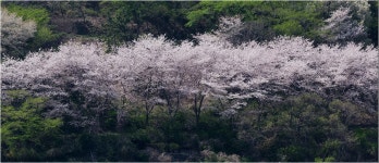 벚꽃길 - 팝코넷 | 포토 갤러리 벚꽃길