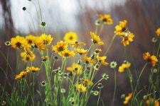 [Carl Zeiss Vario-Sonnar 80-200] FLOWERS - 팝코넷 | 포토 갤러리 [Carl Zeiss Vario-Sonnar 80-200] FLOWERS