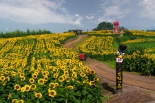 해바라기가 있는 풍경 - 팝코넷 | 포토 갤러리 해바라기가 있는 풍경