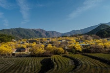 봄을 알리는 산수화 마을 - 팝코넷 | 포토 갤러리 봄을 알리는 산수화 마을
