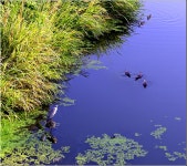 삼락하천에서 - 팝코넷 | 포토 갤러리 삼락하천에서