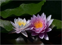 수련 - 팝코넷 | 포토 갤러리 수련