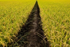 올해도 쌀나무 농사가 대풍일세~하하 - 팝코넷 | 포토 갤러리 올해도 쌀나무 농사가 대풍일세~하하