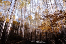 자작숲 -길 - 팝코넷 | 포토 갤러리 자작숲 -길