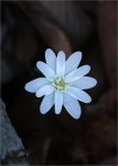 너도바람꽃-꿩의바람꽃-복수초-현호색 - 팝코넷 | 포토 갤러리 너도바람꽃-꿩의바람꽃-복수초-현호색