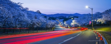 벚꽃과궤적 - 팝코넷 | 포토 갤러리 벚꽃과궤적