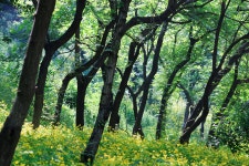 오월의 숲에서 - 팝코넷 | 포토 갤러리 오월의 숲에서