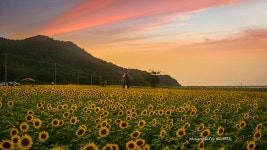 난정해바라기 정원 - 팝코넷 | 포토 갤러리 난정해바라기 정원