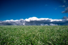 가을하늘에 먹구름을 쓴 메밀꽃 - 팝코넷 | 포토 갤러리 가을하늘에 먹구름을 쓴 메밀꽃