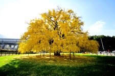 장수동 은행나무~~ - 팝코넷 | 포토 갤러리 장수동 은행나무~~