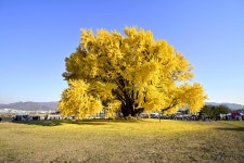 반계리 은행나무~~ - 팝코넷 | 포토 갤러리 반계리 은행나무~~