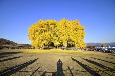 반계리 은행나무~~ - 팝코넷 | 포토 갤러리 반계리 은행나무~~