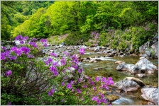 덕동계곡 - 팝코넷 | 포토 갤러리 덕동계곡