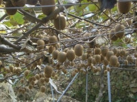 참다래 - 팝코넷 | 포토 갤러리 참다래