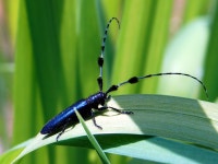 그림이 있는 정원 - 팝코넷 | 포토 갤러리 그림이 있는 정원