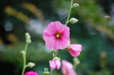 오늘 화원동산에 갔었습니다. - 팝코넷 | 포토 갤러리 오늘 화원동산에 갔었습니다.