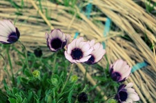 보라꽃.. - 팝코넷 | 포토 갤러리 보라꽃..