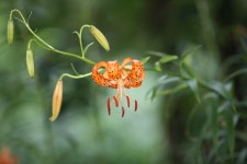 꽃과 나비 - 팝코넷 | 포토 갤러리 꽃과 나비