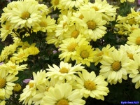 고창 국화축제장에서 1 - 팝코넷 | 포토 갤러리 고창 국화축제장에서 1