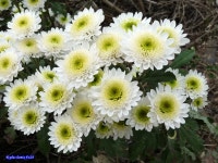 고창 국화축제장에서 2 - 팝코넷 | 포토 갤러리 고창 국화축제장에서 2