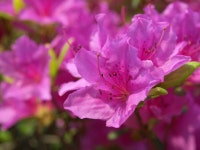 아파트 주변 산책로에 핀 꽃들 - 팝코넷 | 포토 갤러리 아파트 주변 산책로에 핀 꽃들