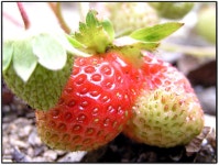 저도 딸기꽃 올려요^^ - 팝코넷 | 포토 갤러리 저도 딸기꽃 올려요^^