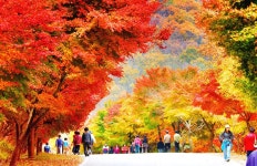단풍 지다 - 팝코넷 | 포토 갤러리 단풍 지다