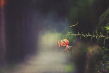 나리꽃 /오반사 - 삼양 Talk 나리꽃 /오반사