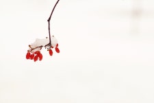 서울에 첫눈 내리던날... - 삼양 Talk 서울에 첫눈 내리던날...