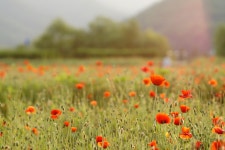 양평 물의정원 꽃양귀비 - 삼양 Talk 양평 물의정원 꽃양귀비