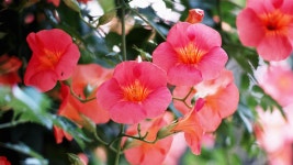 sd1m] 지리산 고기리 마을에서 - 시그마 Talk sd1m] 지리산 고기리 마을에서