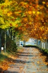 가을 가로수길..... - 시그마 Talk 가을 가로수길.....