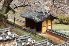 봄이 옛건물에 내리면.........2 - 시그마 Talk 봄이 옛건물에 내리면.........2