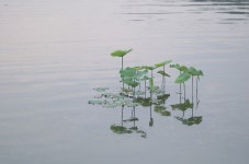 평화의 공원 - 팝코넷 | 팝게&톡 이슈게시판 평화의 공원