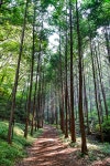 화인 산림욕장 1. - 시그마 Talk 화인 산림욕장 1.