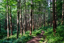 화인 산림욕장2. - 시그마 Talk 화인 산림욕장2.