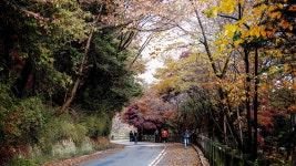 (DP0 quattro) 늦가을 남산길 - 시그마 Talk (DP0 quattro) 늦가을 남산길