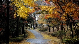 (DP0 quattro) 늦가을 남산길 - 시그마 Talk (DP0 quattro) 늦가을 남산길