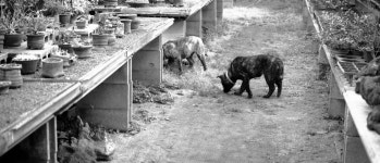 그 식물원 - 시그마 Talk 그 식물원