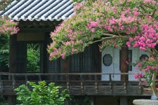 배롱나무 8. - 시그마 Talk 배롱나무 8.