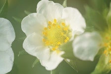 Sd Q H] 겨울의 딸기 꽃 - 시그마 Talk Sd Q H]  겨울의 딸기 꽃