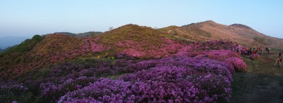 철쭉의 계절 - 시그마 Talk 철쭉의 계절