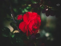 아파트 울타리 넝쿨장미 - 시그마 Talk 아파트 울타리 넝쿨장미