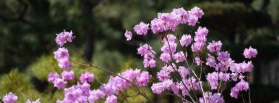 [GFX100II] 인천대공원 수목원 - 팝코넷 | 팝게&톡 이슈게시판 [GFX100II] 인천대공원 수목원