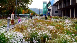 경기 안산 고잔역 구절초 가로공원 - 팝코넷 | 출사지 정보 경기 안산 고잔역 구절초 가로공원